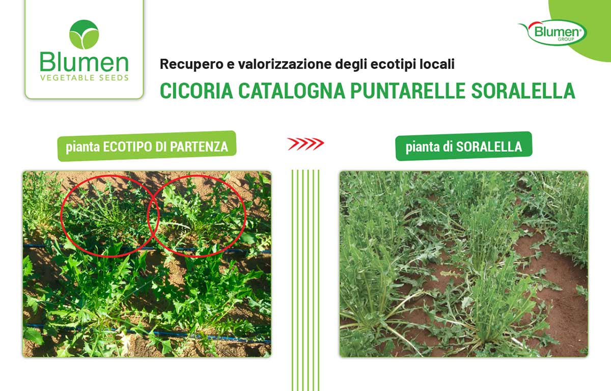 Nella slide a destra si nota il portamento uniforme delle piante di Soralella rispetto all'ecotipo di partenza. Nella foto a sinistra l'ecotipo di partenza: le piante cerchiate in rosso sono da scartare perché sono cicorie, ma non puntarelle.